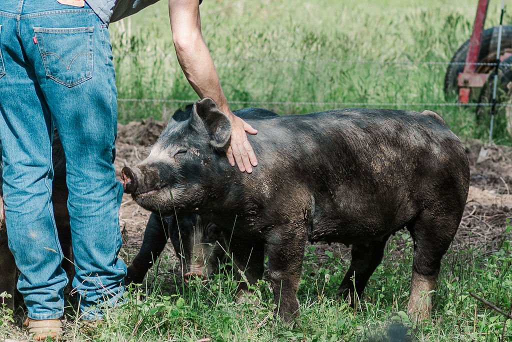 A farmer gently interacts with a pig in a lush green field, showcasing the bond between humans and animals in sustainable farming practices.