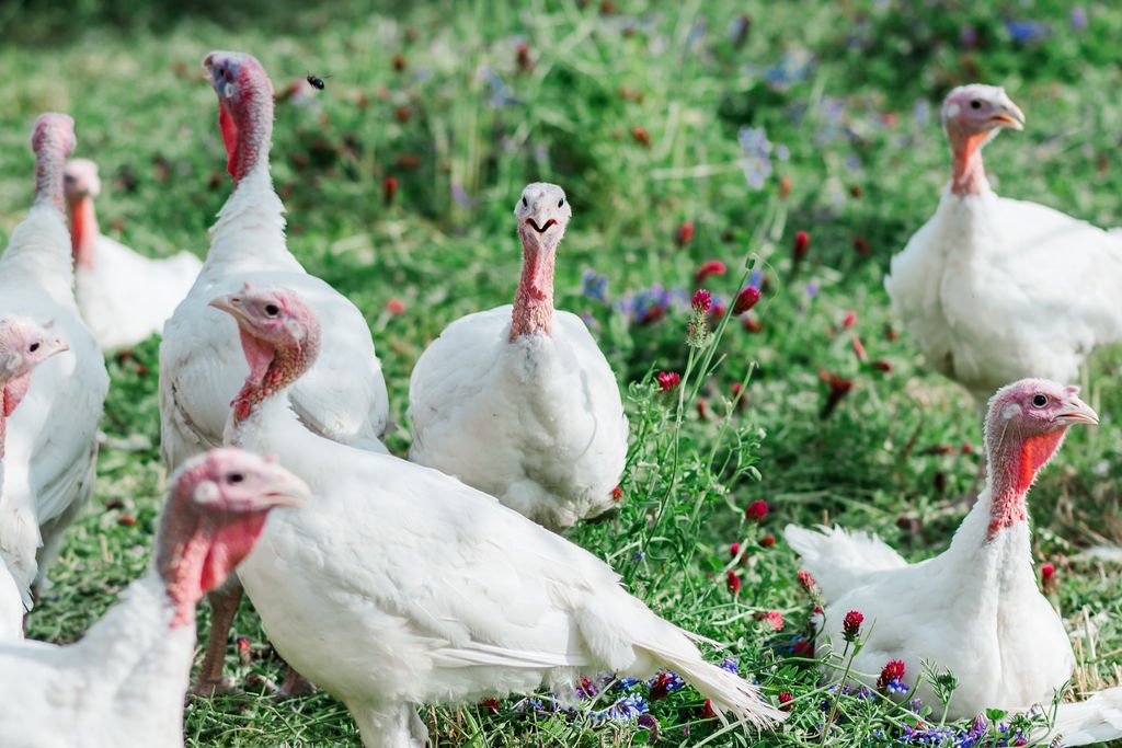 A flock of white turkeys foraging in a green field adorned with wildflowers, showcasing their unique features and natural behavior in a farm setting.