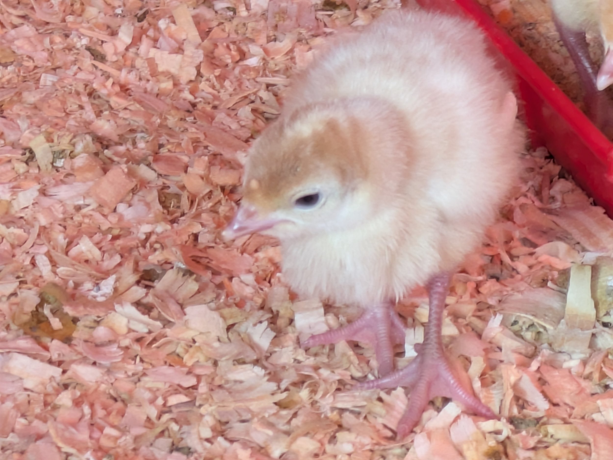 Close-up of a fluffy chick standing on wood shavings in a poultry setting, showcasing its soft feathers and delicate features.