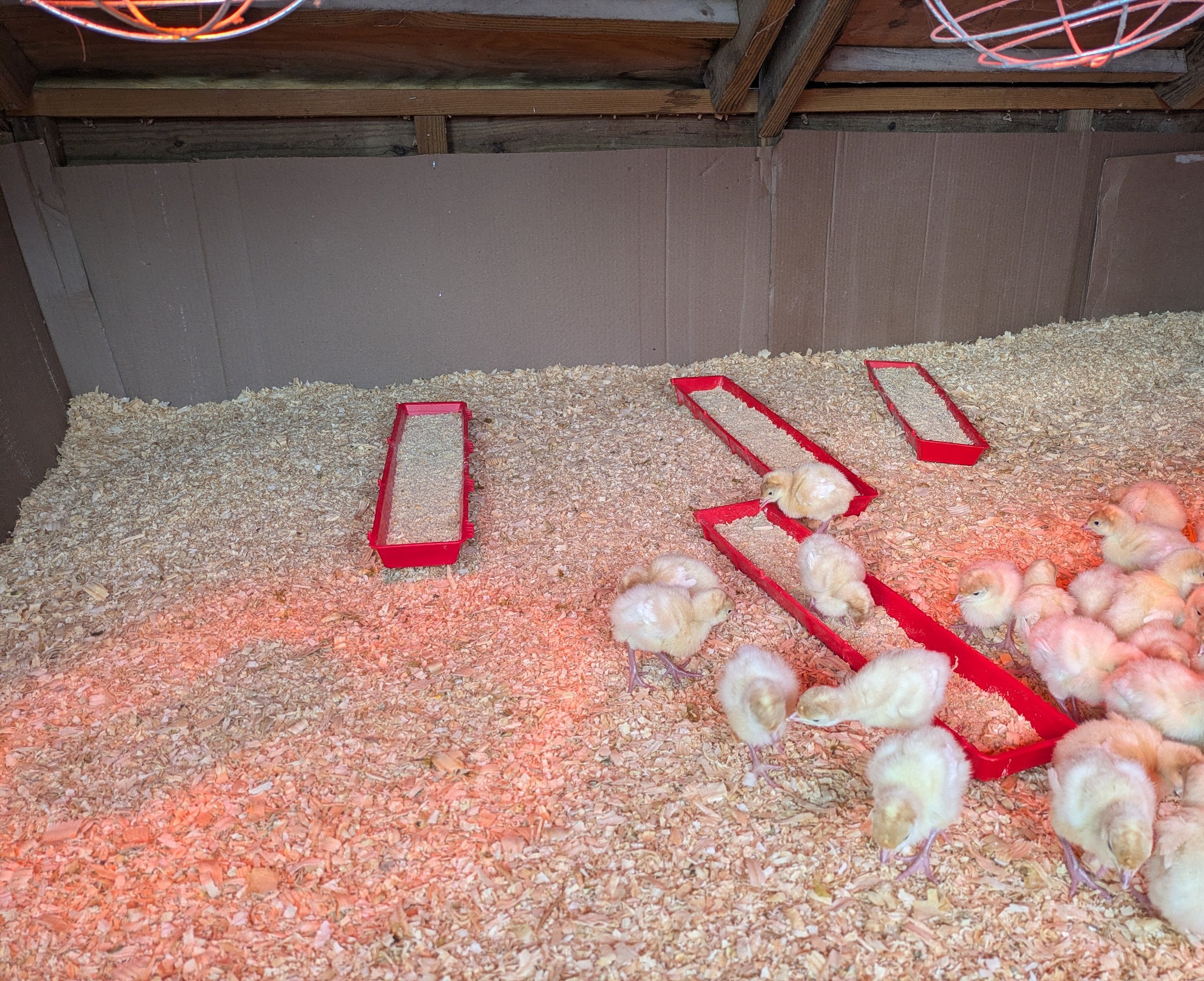 Chicks feeding in a poultry barn with red feeding troughs on a bed of wood shavings, under warm lighting.